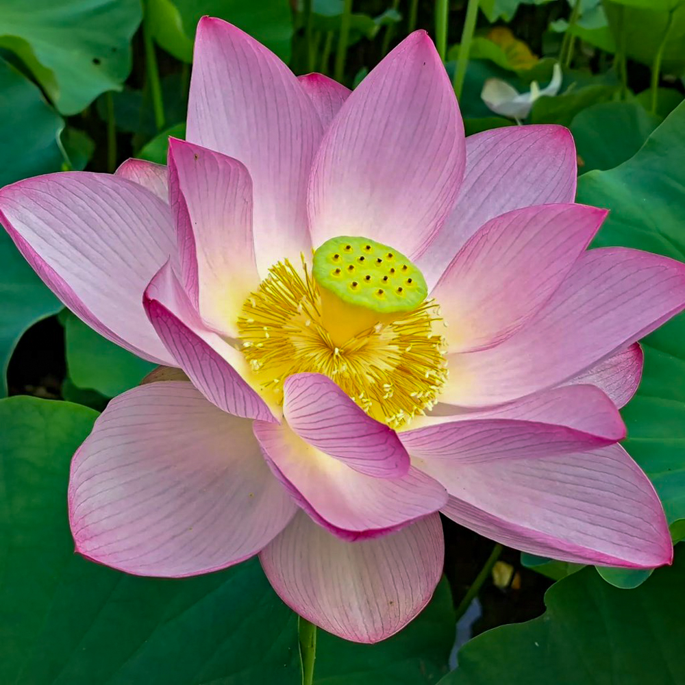 潮見坂平和公園、ハス、7月、夏の花、愛知県春日井市の観光・撮影スポットの画像と写真