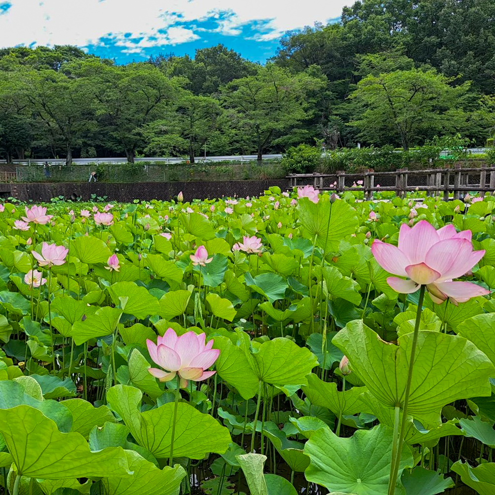 潮見坂平和公園、ハス、7月、夏の花、愛知県春日井市の観光・撮影スポットの画像と写真