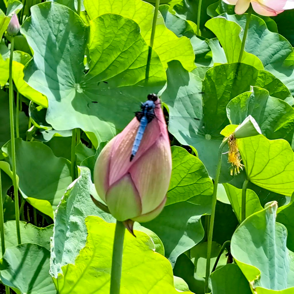 潮見坂平和公園、ハス、7月、夏の花、愛知県春日井市の観光・撮影スポットの画像と写真