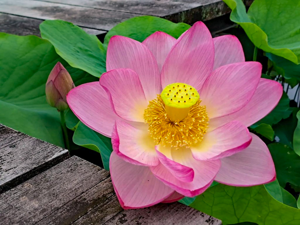 潮見坂平和公園、ハス、7月、夏の花、愛知県春日井市の観光・撮影スポットの画像と写真