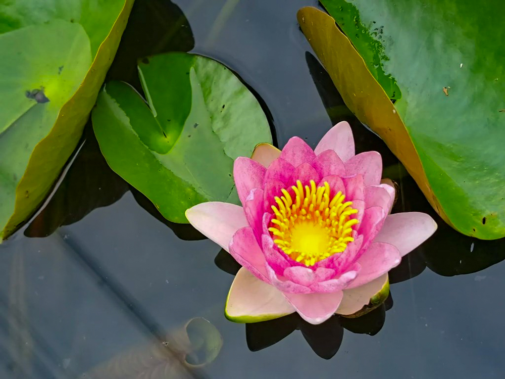 潮見坂平和公園、スイレン、7月、夏の花、愛知県春日井市の観光・撮影スポットの画像と写真