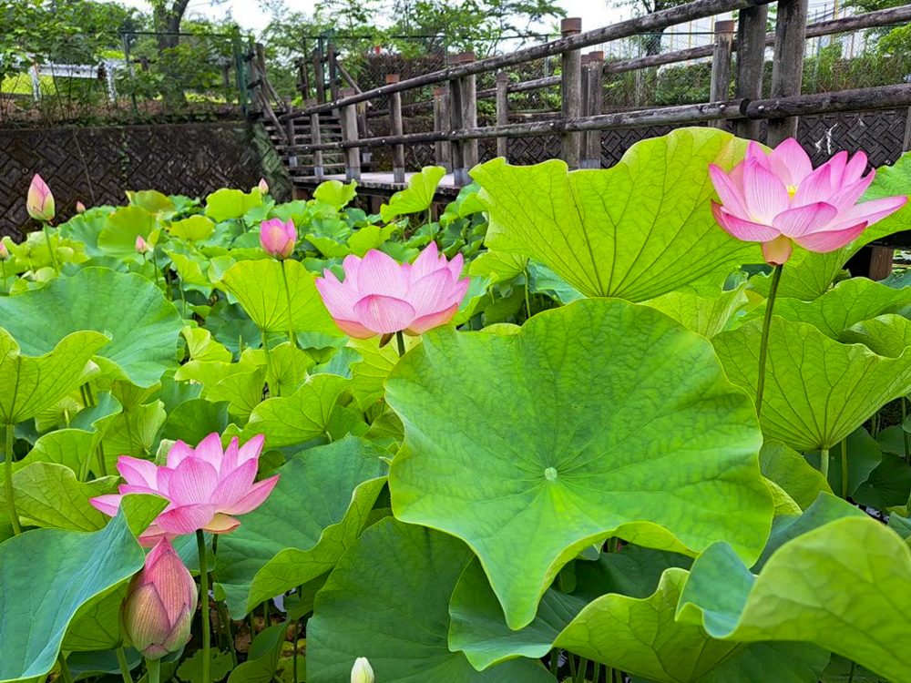 潮見坂平和公園、ハス、7月、夏の花、愛知県春日井市の観光・撮影スポットの画像と写真