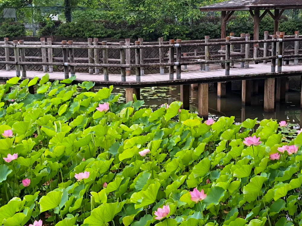 潮見坂平和公園、ハス、7月、夏の花、愛知県春日井市の観光・撮影スポットの画像と写真