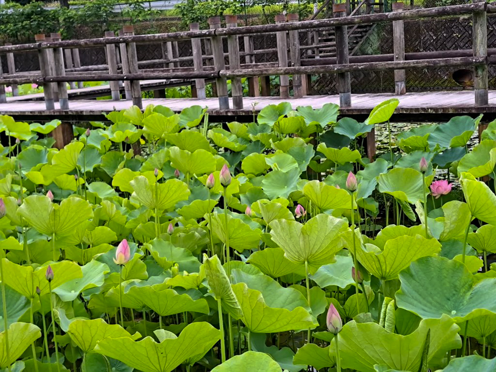 潮見坂平和公園、ハス、7月、夏の花、愛知県春日井市の観光・撮影スポットの画像と写真