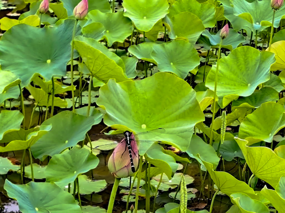 潮見坂平和公園、ハス、7月、夏の花、愛知県春日井市の観光・撮影スポットの画像と写真