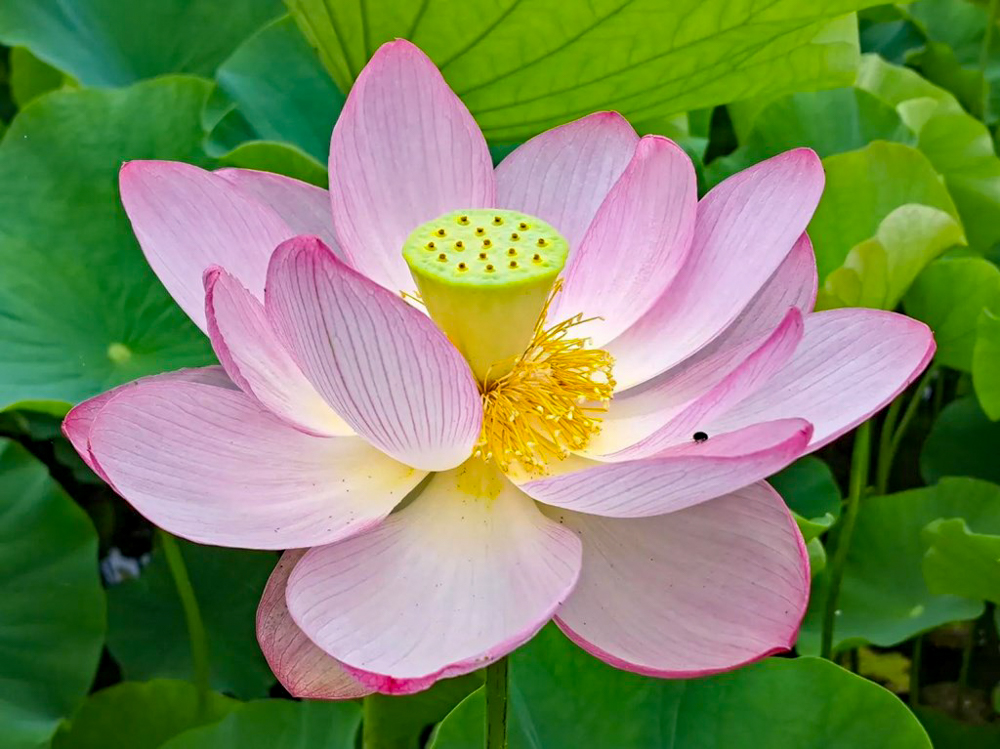 潮見坂平和公園、ハス、7月、夏の花、愛知県春日井市の観光・撮影スポットの画像と写真