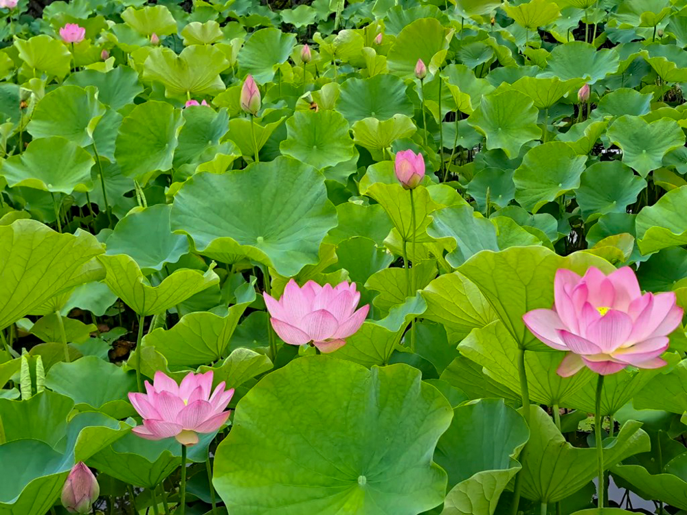 潮見坂平和公園、ハス、7月、夏の花、愛知県春日井市の観光・撮影スポットの画像と写真