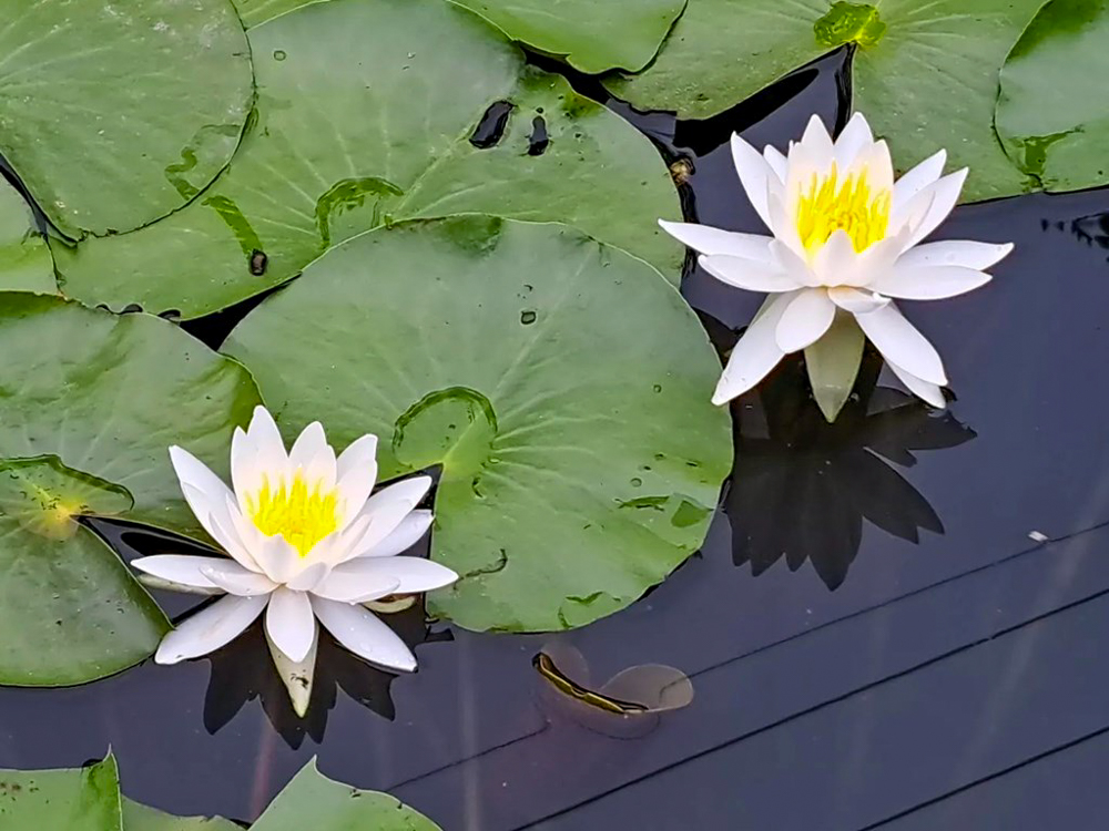 潮見坂平和公園、スイレン、7月、夏の花、愛知県春日井市の観光・撮影スポットの画像と写真