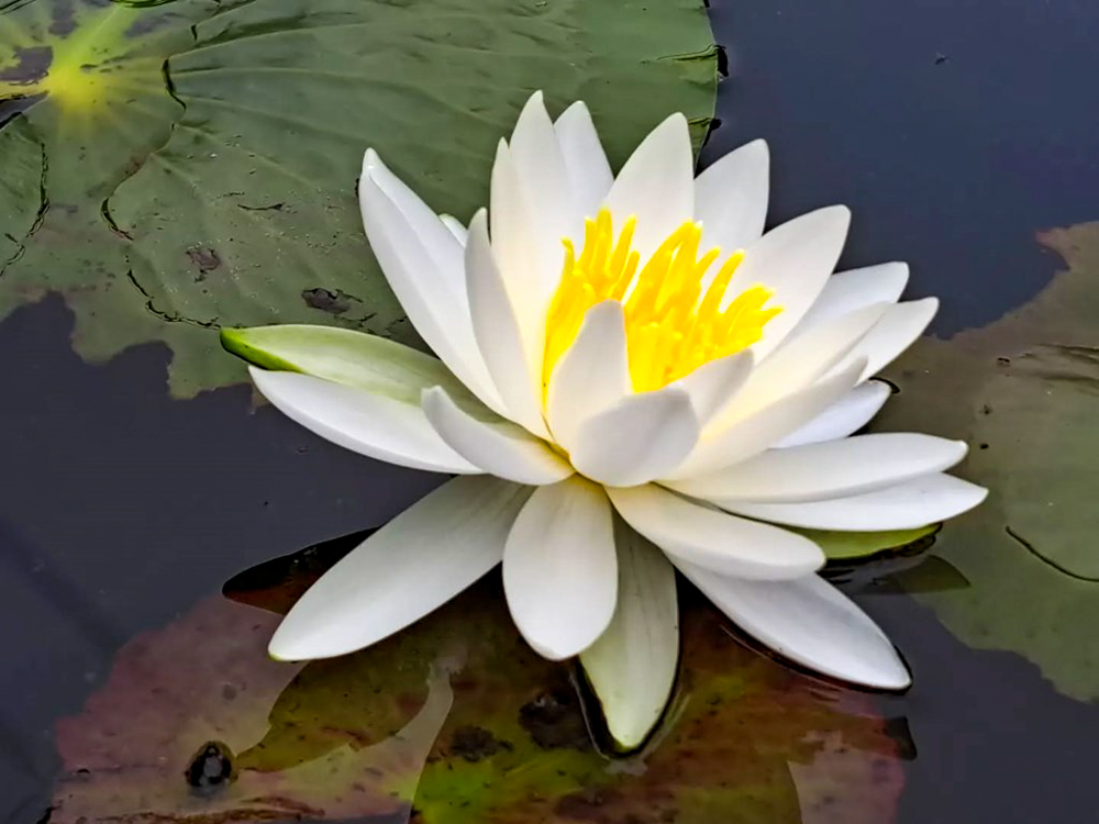 潮見坂平和公園、スイレン、7月、夏の花、愛知県春日井市の観光・撮影スポットの画像と写真