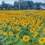 為当ひまわり畑、7月の夏の花、愛知県豊川市の観光・撮影スポットの名所