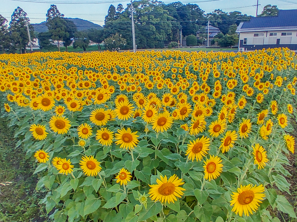 為当ひまわり畑、7月の夏の花、愛知県豊川市の観光・撮影スポットの名所