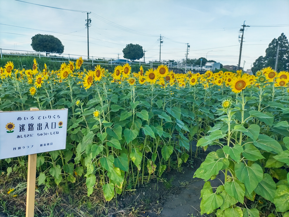 為当ひまわり畑、7月の夏の花、愛知県豊川市の観光・撮影スポットの名所