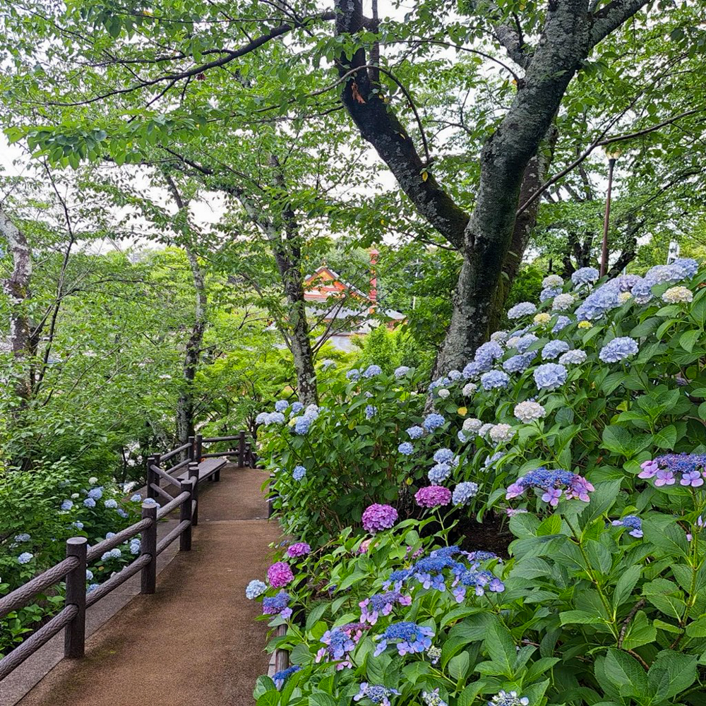 犬山成田山、あじさい、6月夏の花、愛知県犬山市の観光・撮影スポットの名所