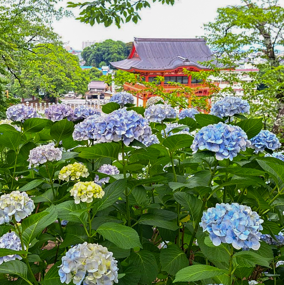 犬山成田山、あじさい、6月夏の花、愛知県犬山市の観光・撮影スポットの名所