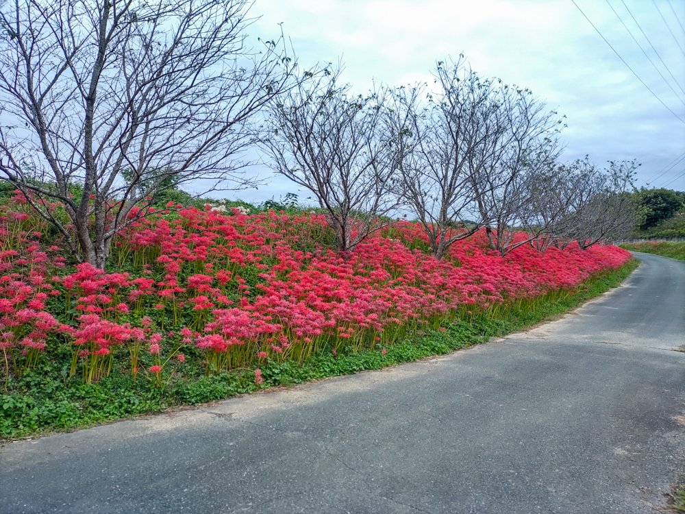 睦美の彼岸花群生地、9月の秋の花、愛知県豊橋市の観光・撮影スポットの画像と写真