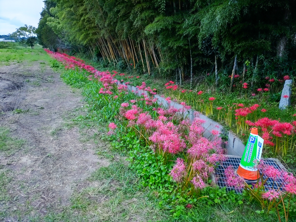 睦美の彼岸花群生地、9月の秋の花、愛知県豊橋市の観光・撮影スポットの画像と写真