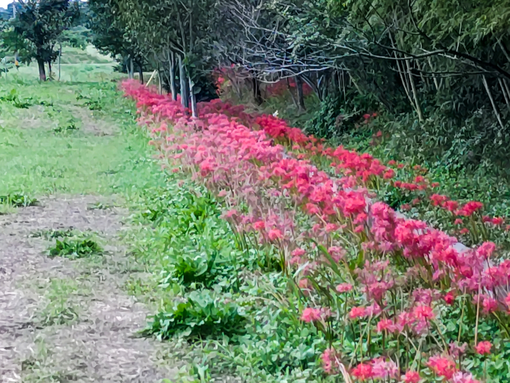 睦美の彼岸花群生地、9月の秋の花、愛知県豊橋市の観光・撮影スポットの画像と写真