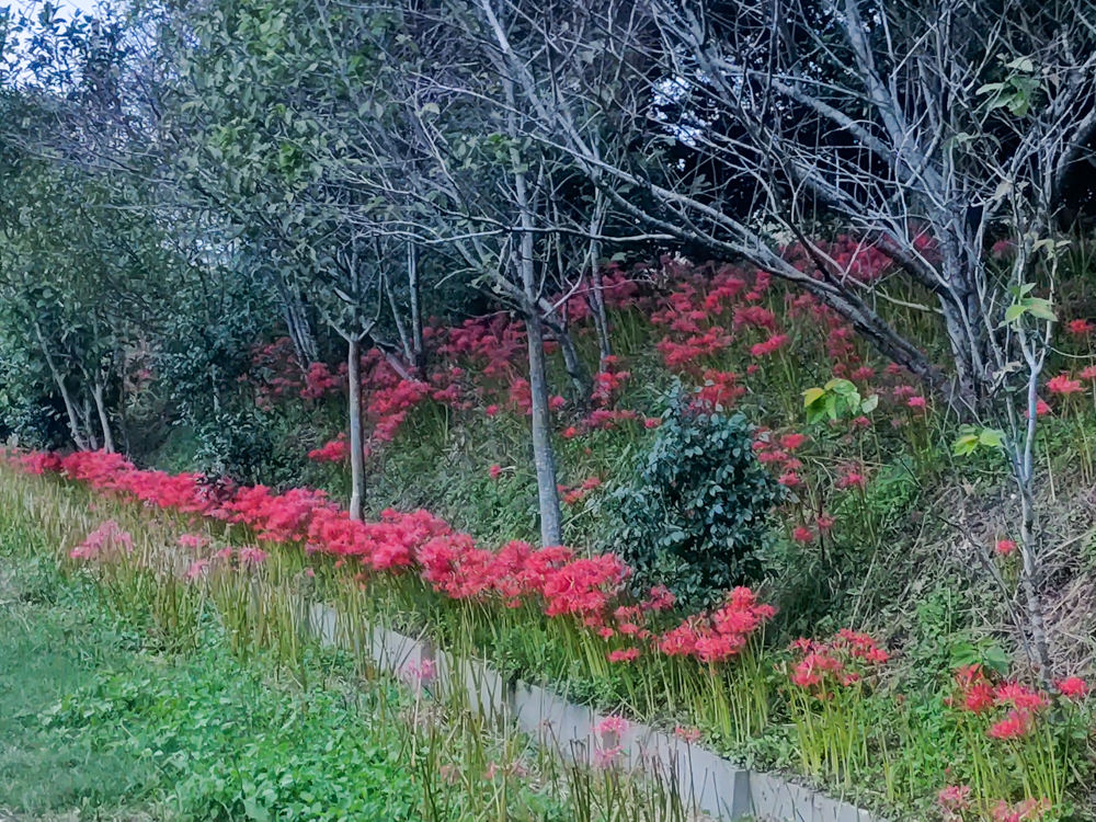 睦美の彼岸花群生地、9月の秋の花、愛知県豊橋市の観光・撮影スポットの画像と写真