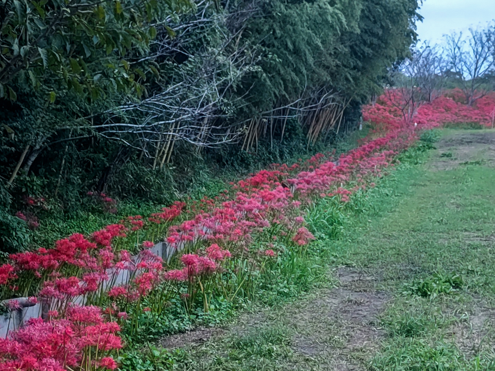 睦美の彼岸花群生地、9月の秋の花、愛知県豊橋市の観光・撮影スポットの画像と写真