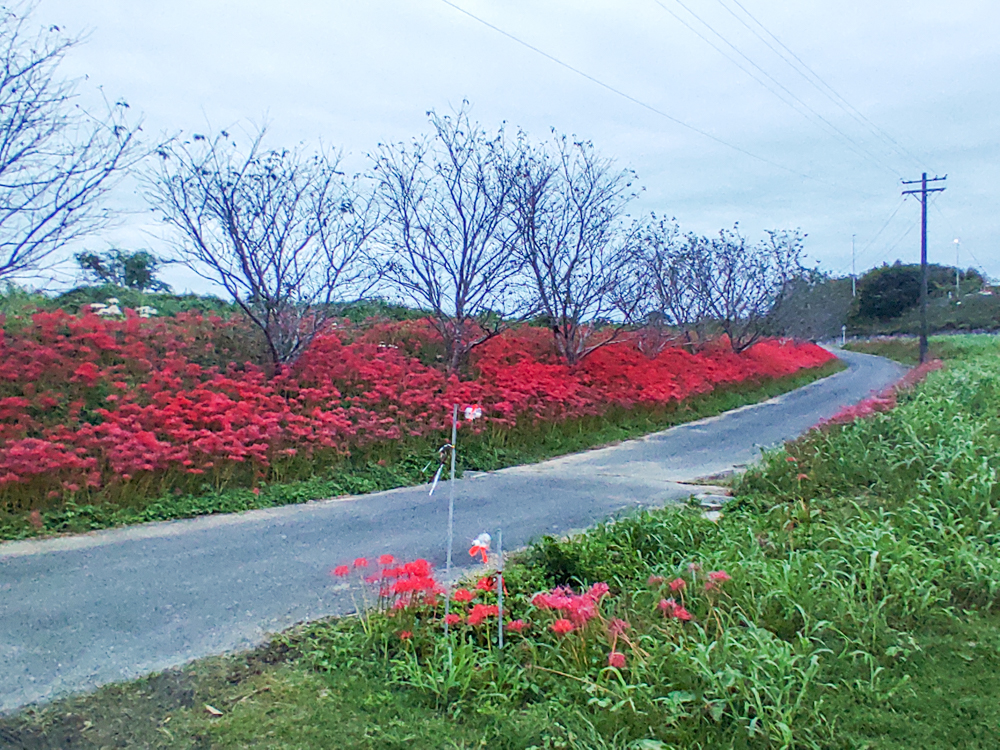 睦美の彼岸花群生地、9月の秋の花、愛知県豊橋市の観光・撮影スポットの画像と写真