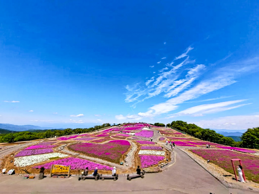 茶臼山高原、芝桜、6月夏の花、愛知県北設楽郡の観光・撮影スポットの画像と写真