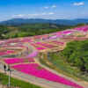 茶臼山高原、芝桜、6月夏の花、愛知県北設楽郡の観光・撮影スポットの画像と写真