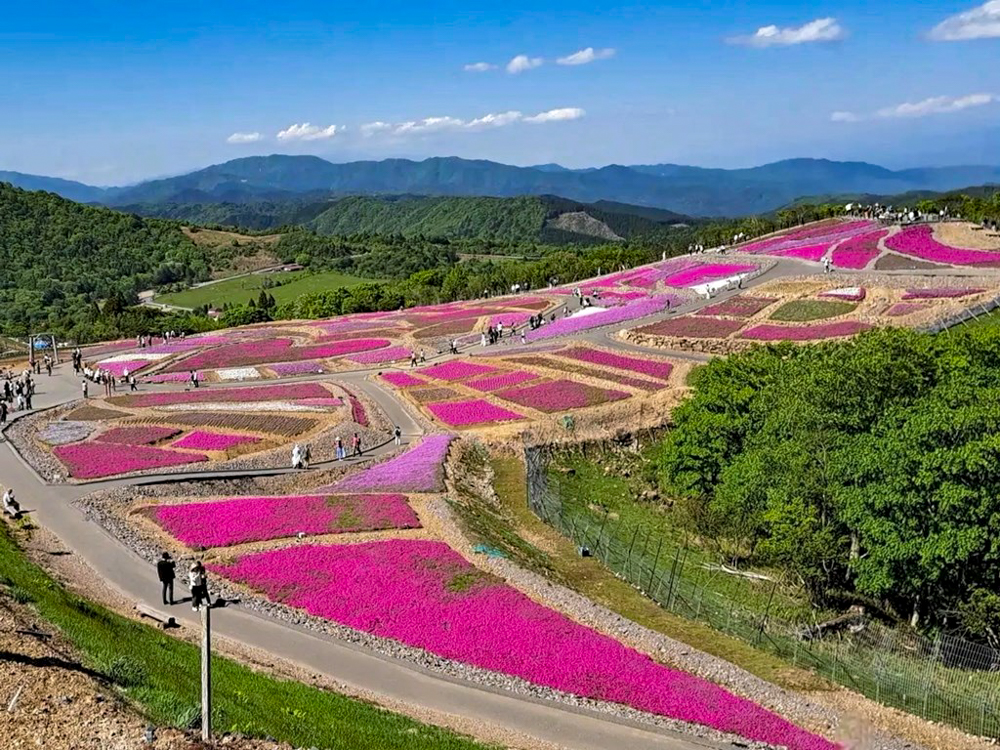 茶臼山高原、芝桜、6月夏の花、愛知県北設楽郡の観光・撮影スポットの画像と写真