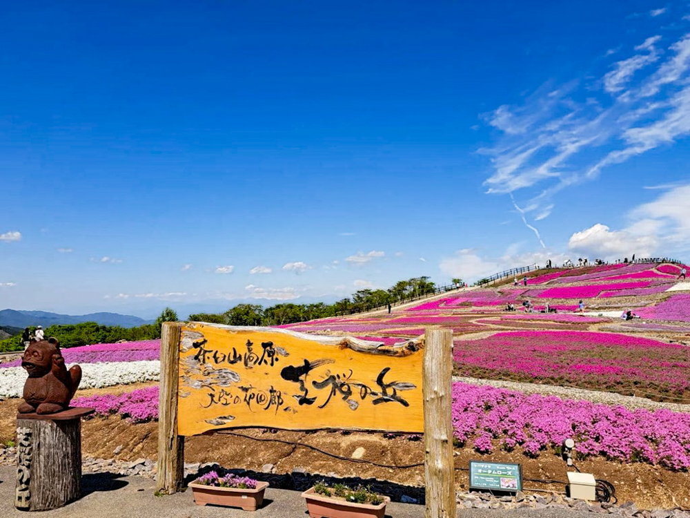 茶臼山高原、芝桜、6月夏の花、愛知県北設楽郡の観光・撮影スポットの画像と写真