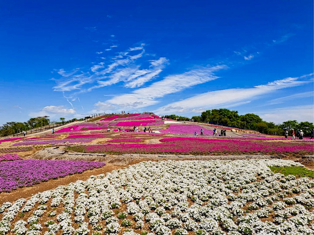 茶臼山高原、芝桜、6月夏の花、愛知県北設楽郡の観光・撮影スポットの画像と写真