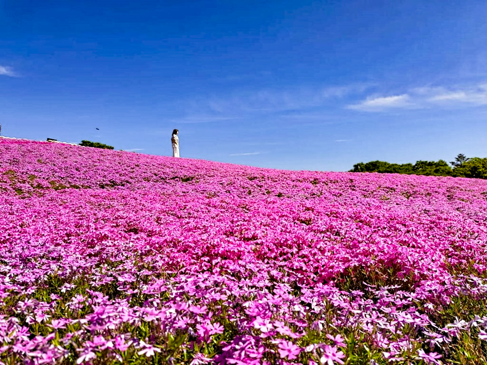 茶臼山高原、芝桜、6月夏の花、愛知県北設楽郡の観光・撮影スポットの画像と写真