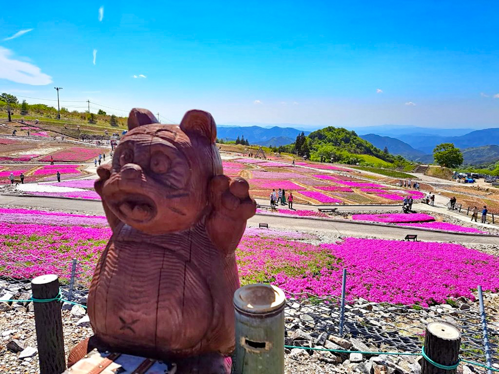 茶臼山高原、芝桜、6月夏の花、愛知県北設楽郡の観光・撮影スポットの画像と写真