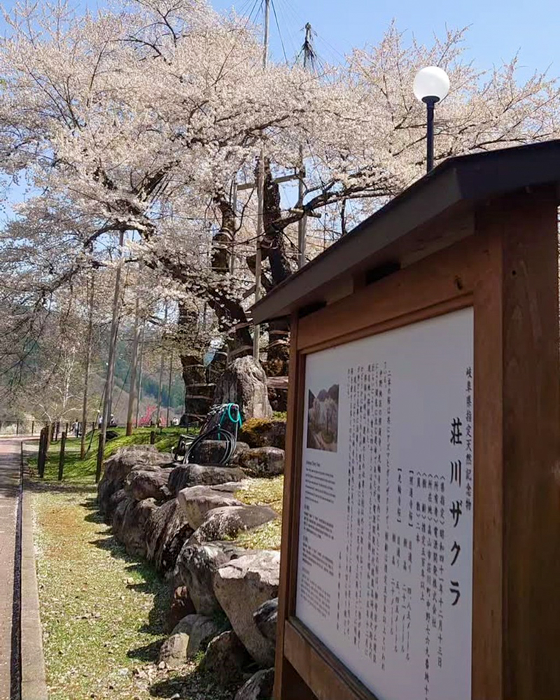 荘川桜、4月春、岐阜県高山市の観光・撮影スポットの写真と画像