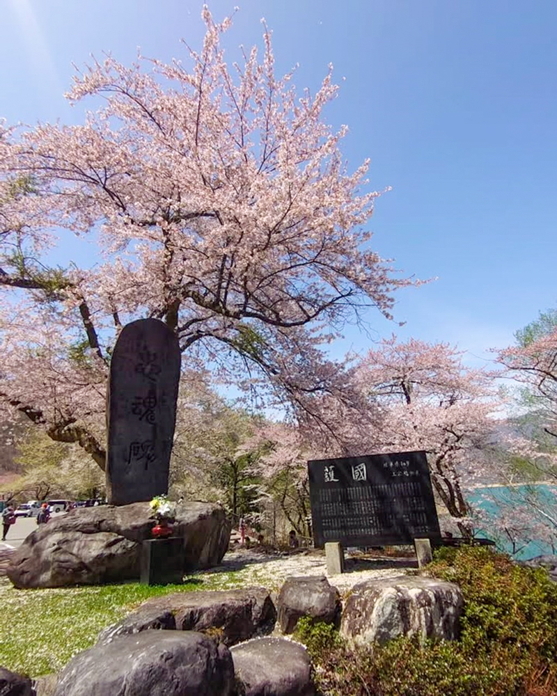 荘川桜、4月春、岐阜県高山市の観光・撮影スポットの写真と画像