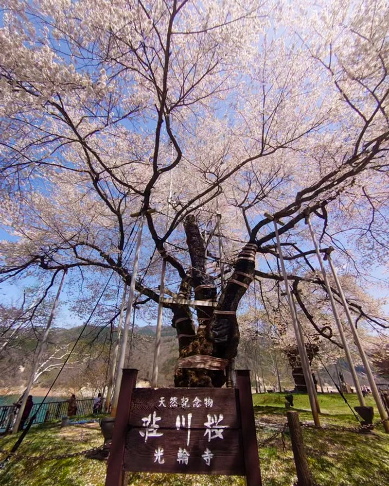 荘川桜、4月春、岐阜県高山市の観光・撮影スポットの写真と画像