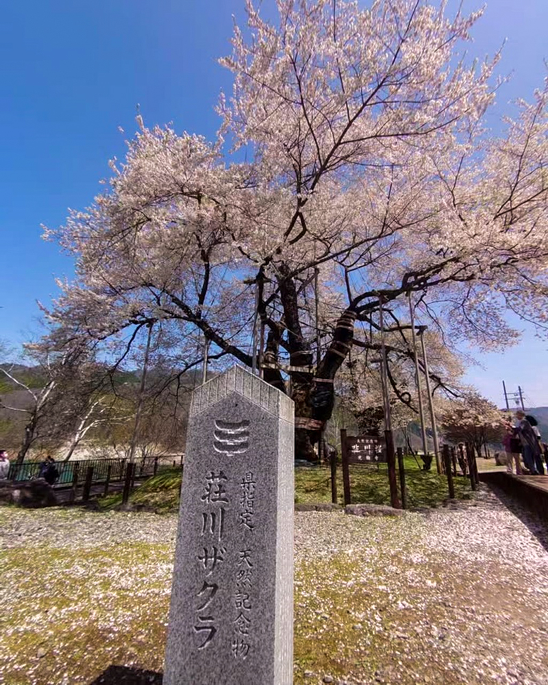 荘川桜、4月春、岐阜県高山市の観光・撮影スポットの写真と画像