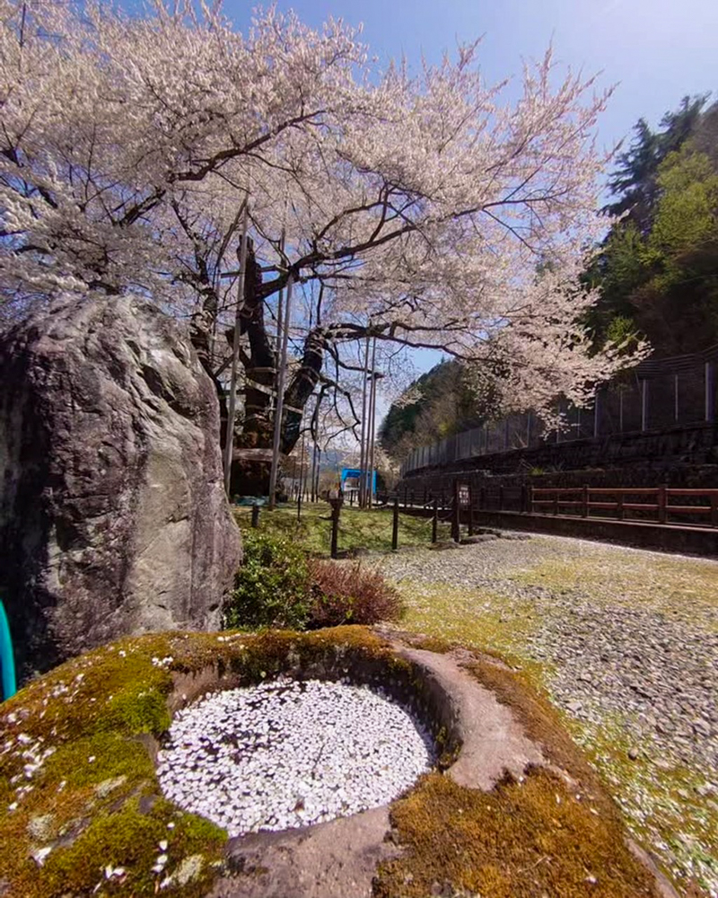 荘川桜、4月春、岐阜県高山市の観光・撮影スポットの写真と画像