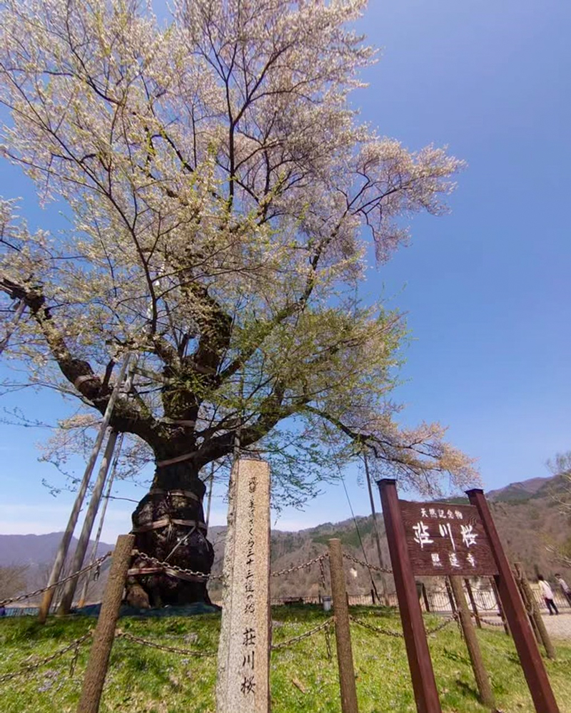 荘川桜、4月春、岐阜県高山市の観光・撮影スポットの写真と画像