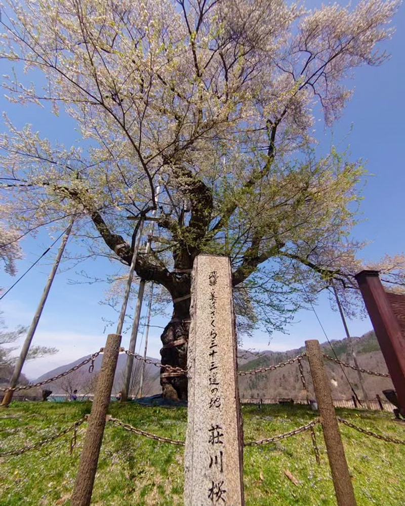 荘川桜、4月春、岐阜県高山市の観光・撮影スポットの写真と画像