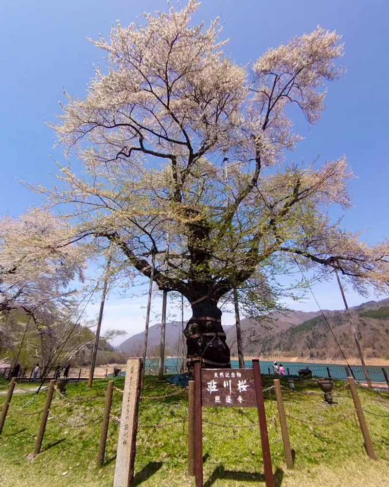 荘川桜、4月春、岐阜県高山市の観光・撮影スポットの写真と画像