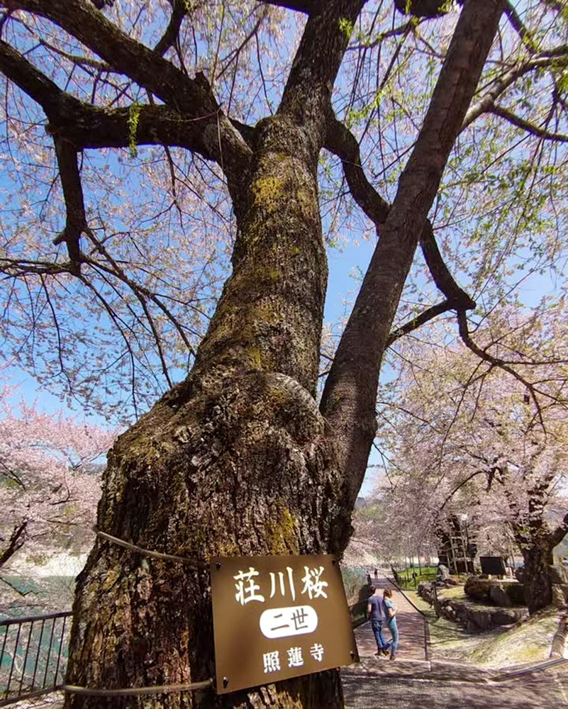 荘川桜、4月春、岐阜県高山市の観光・撮影スポットの写真と画像