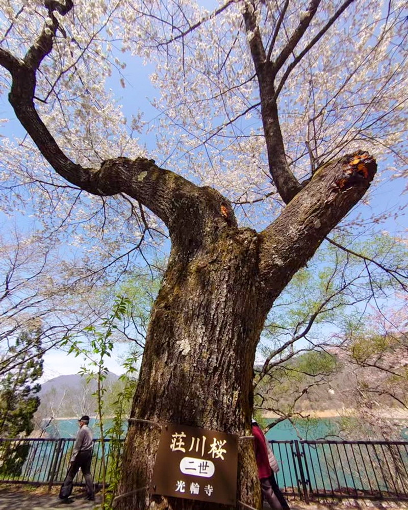 荘川桜、4月春、岐阜県高山市の観光・撮影スポットの写真と画像