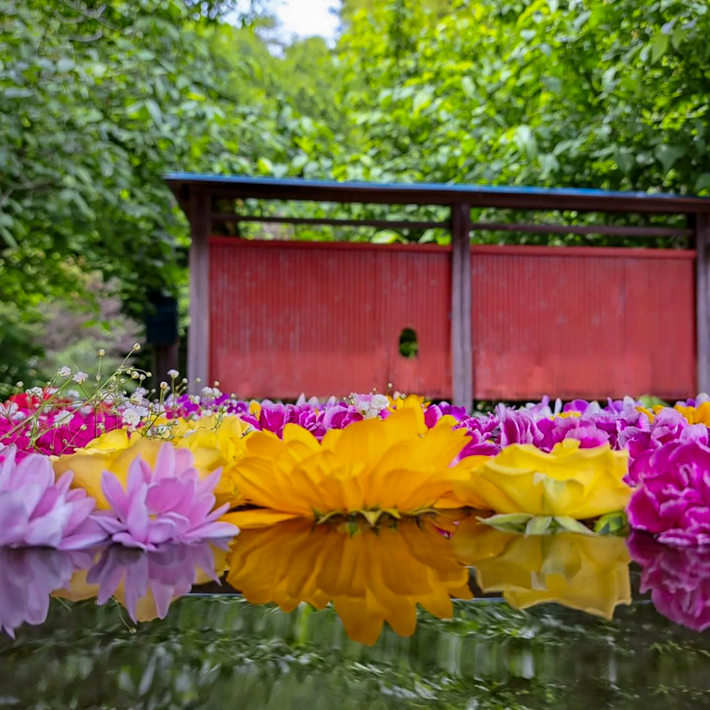 行田「花手水week」 (前玉神社) 、5月夏の花、埼玉県鴻巣市の観光・撮影スポットの名所