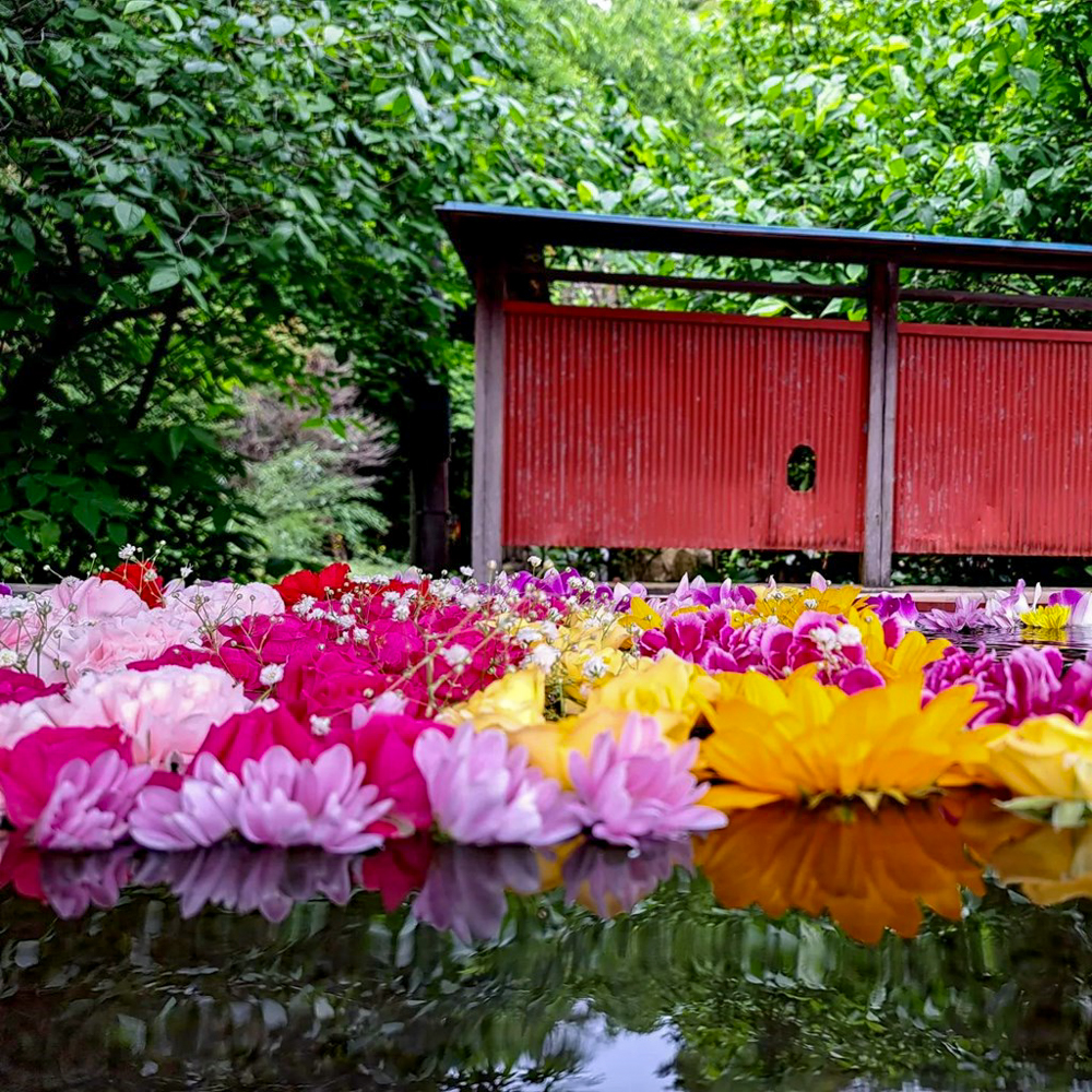 行田「花手水week」 (前玉神社) 、5月夏の花、埼玉県鴻巣市の観光・撮影スポットの名所