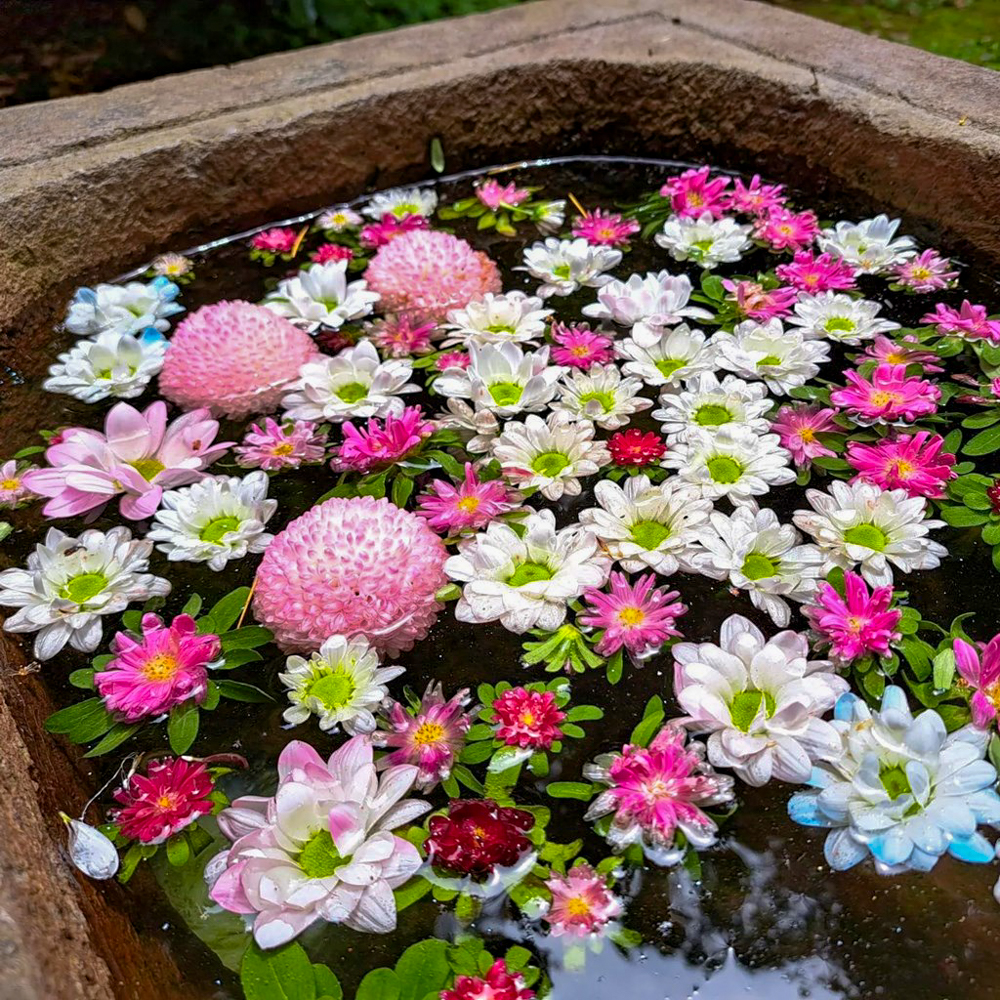 行田「花手水week」 (前玉神社) 、5月夏の花、埼玉県鴻巣市の観光・撮影スポットの名所