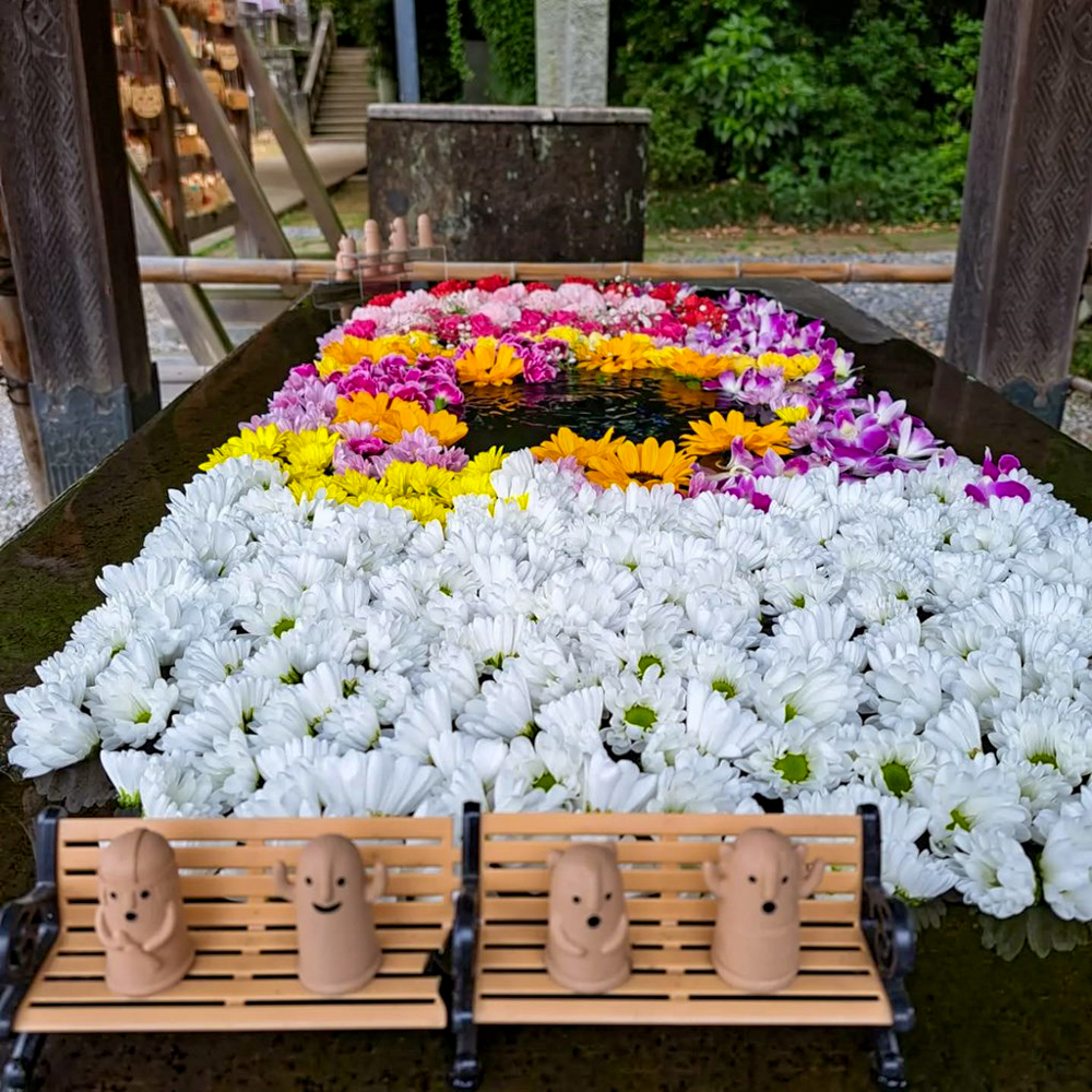 行田「花手水week」 (前玉神社) 、5月夏の花、埼玉県鴻巣市の観光・撮影スポットの名所