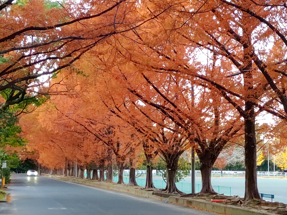 高師緑地、紅葉、メタセコイア並木、11月秋、愛知県豊橋市の観光・撮影スポットの画像と写真