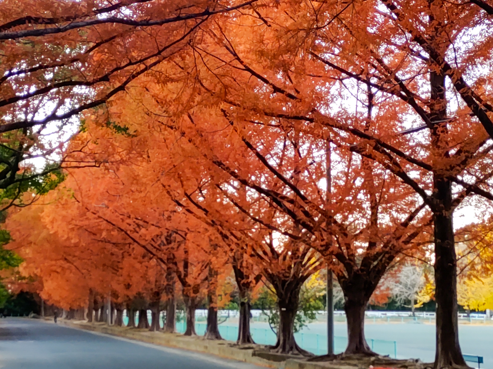 高師緑地、紅葉、メタセコイア並木、11月秋、愛知県豊橋市の観光・撮影スポットの画像と写真