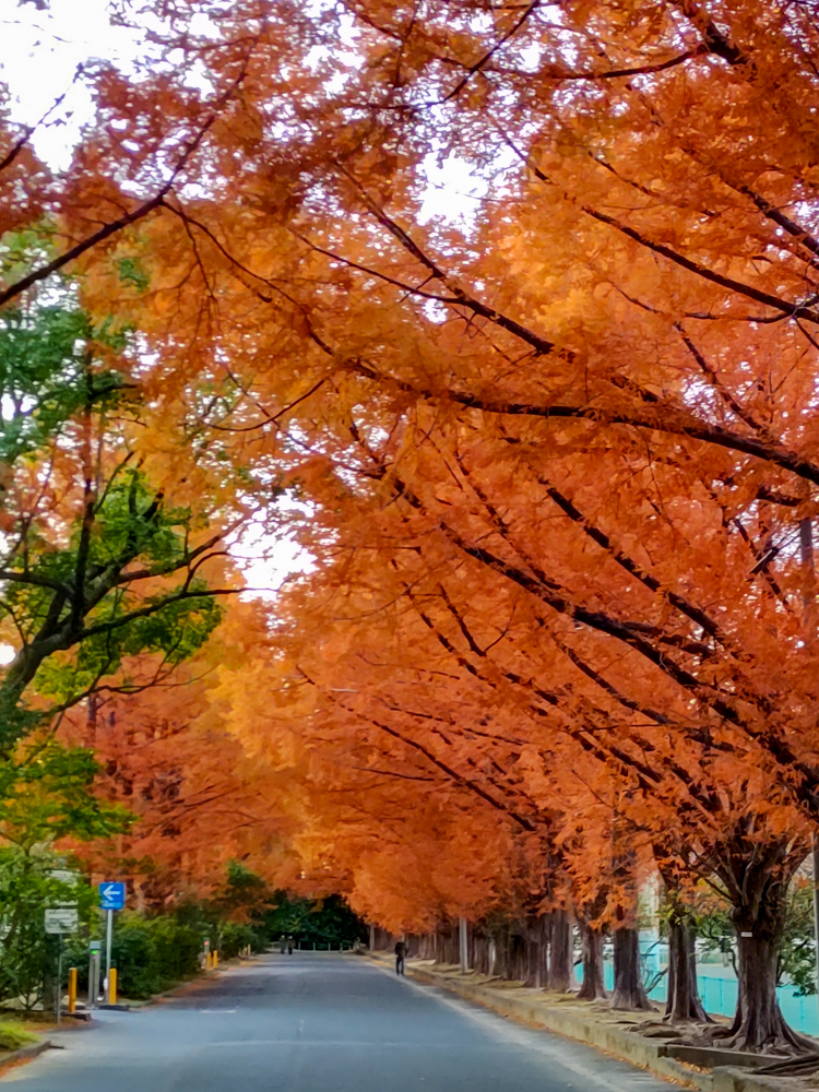 高師緑地、紅葉、メタセコイア並木、11月秋、愛知県豊橋市の観光・撮影スポットの画像と写真