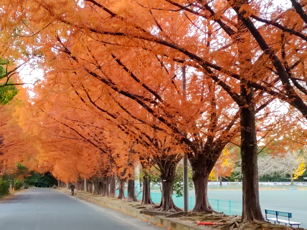 高師緑地、紅葉、メタセコイア並木、11月秋、愛知県豊橋市の観光・撮影スポットの画像と写真