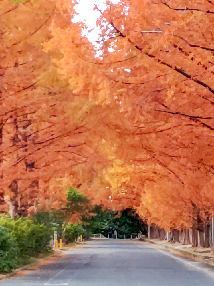 高師緑地、紅葉、メタセコイア並木、11月秋、愛知県豊橋市の観光・撮影スポットの画像と写真